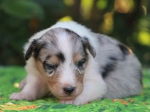 puppies