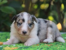 puppies