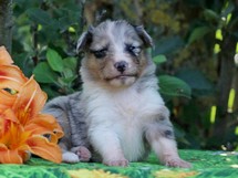 puppies