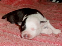 puppies