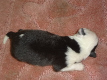 puppies