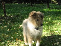 puppies