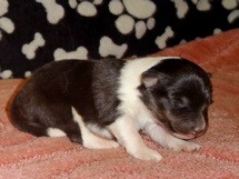 puppies