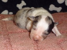 puppies