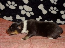 puppies