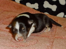 puppies