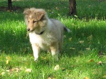 puppies