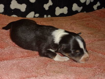 puppies