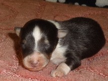 puppies