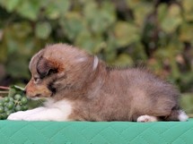 puppies