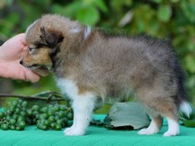 puppies