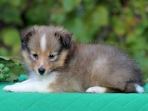 puppies