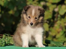 puppies