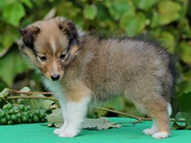 puppies
