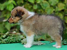 puppies