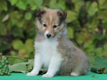 puppies