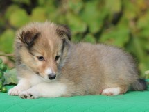 puppies