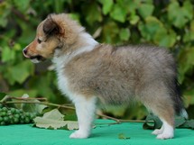 puppies