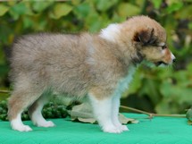 puppies