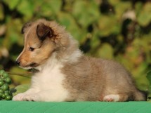 puppies
