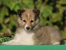 puppies