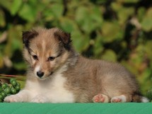 puppies