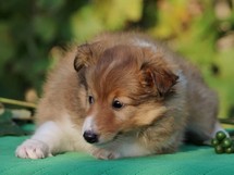 puppies