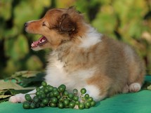 puppies