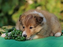 puppies