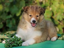 puppies