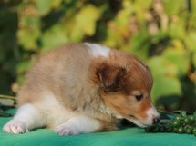 puppies