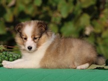 puppies