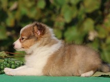 puppies