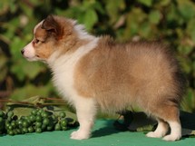 puppies