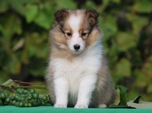 puppies