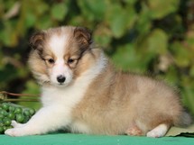 puppies