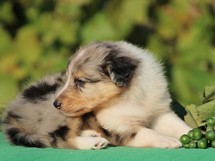puppies