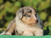puppies