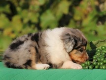 puppies