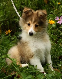 puppies