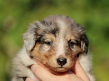 puppies