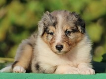 puppies