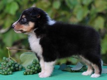 puppies