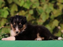 puppies