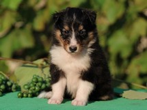 puppies