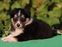 puppies