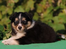 puppies