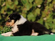 puppies