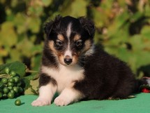 puppies