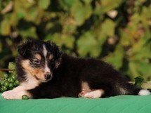 puppies